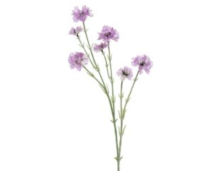 Beauty Home ΛΟΥΛΟΥΔΙ 68 CM