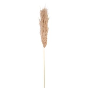 Beauty Home Αποξηραμένο κλαδί Pampas Εκρού 1,15 – 1,20μ